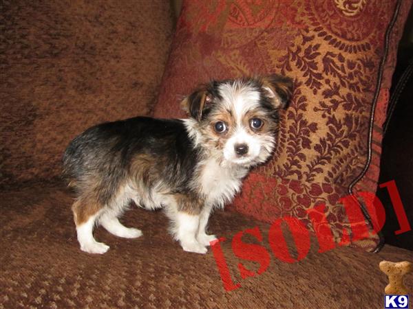 Morkie-Male-Preston-Tri Parti Color-Non Shedding