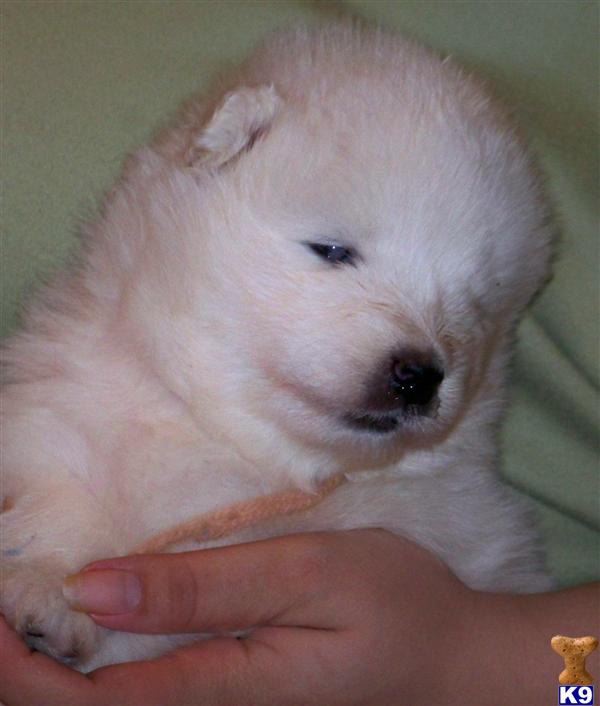 Boy Pups Champion Parents