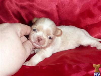 Blue Cream Female - Daisy