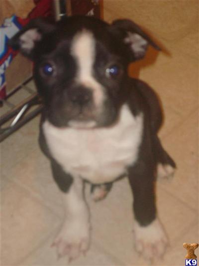 Female AKC Boston Terrier