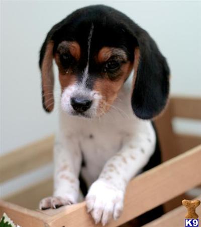 Taffy, Female $300