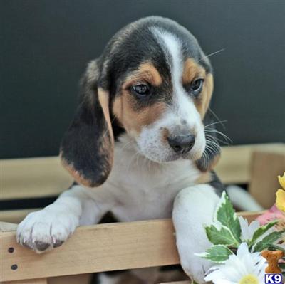 Hunter, Male $250