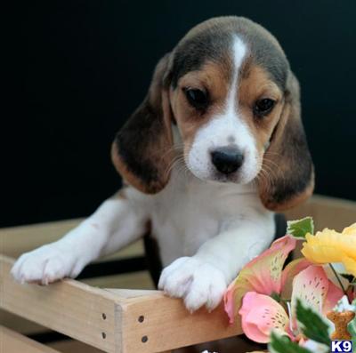 Hailey, Female $250