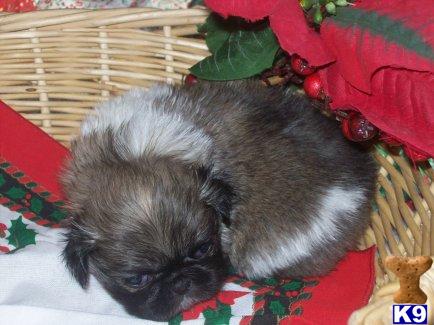 PEKE PUPPIES