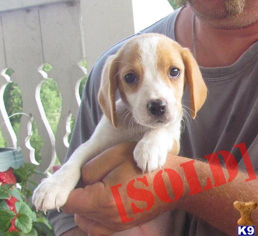 Flash - AKC Red/wht Beagle. Under 13  Home raised