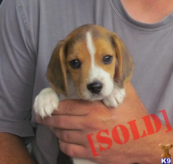 Joey- AKC Tri Beagle. Under 13  Home raised 