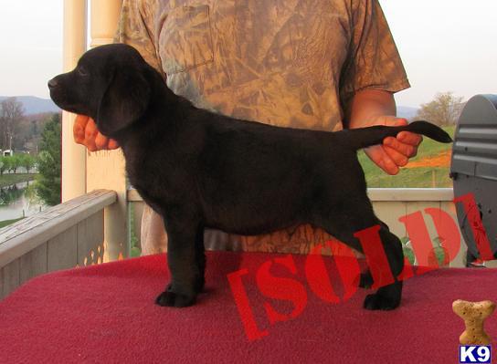 Black male show prospect puppy - FREE TO SHOW HOME