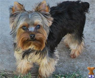 Ares