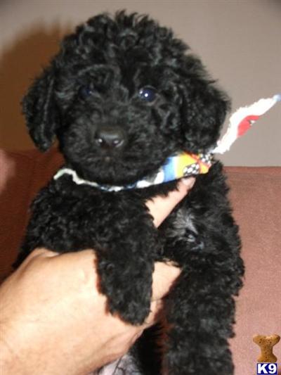 F1B Miniature Labradoodle