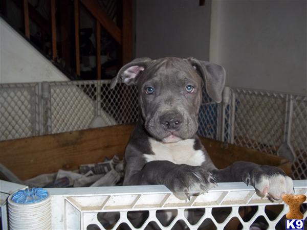 Blue American Pitbull Terrier Puppies