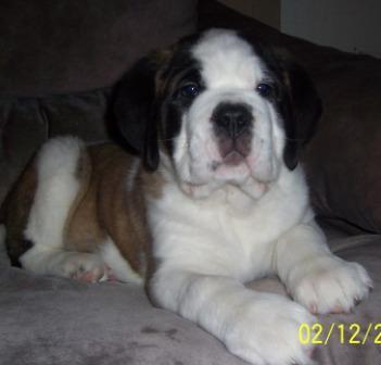 AKC True CH bloodlines-Demi Female