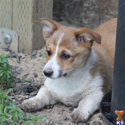 Corgi Puppies