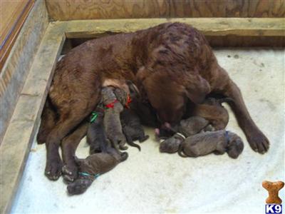 Chessie puppies for sale 269 744-1205
