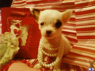 Yorkie Chihuahua Puppies $100-$600
