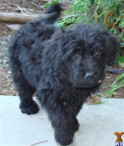 Beautiful Black Goldendooodles  - 8 WEEKS OLD