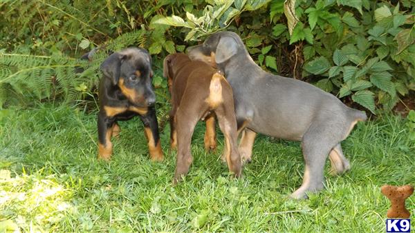 doberman puppies for sale in washington document moved doberman puppies for sale in washington document moved