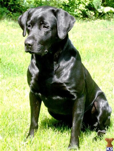 AKC Judds Dirty Max Diesel JH