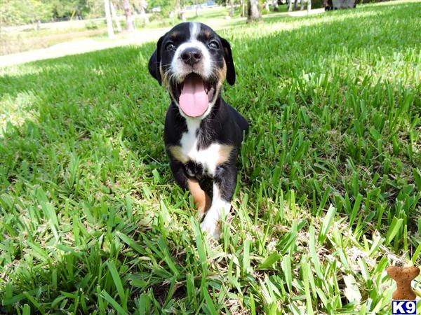 catahoula puppies for sale florida document moved catahoula puppies for sale florida document moved