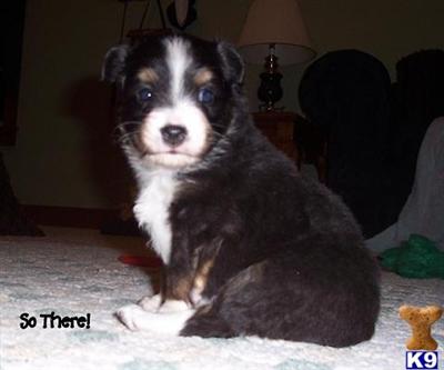 Beautiful Puppies Just In Time For Easter