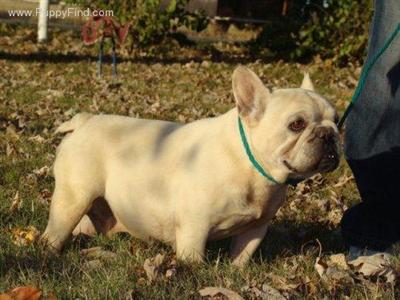 Daystar Hank