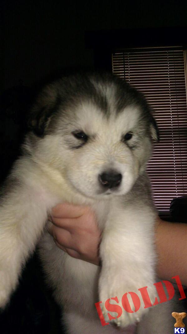 Alaskan Malamute Puppies for Sale