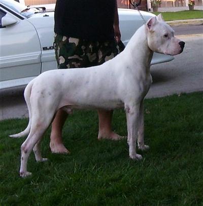 MULTI INT CH Debonair Dogos DIEGO CGCTTOFAGood