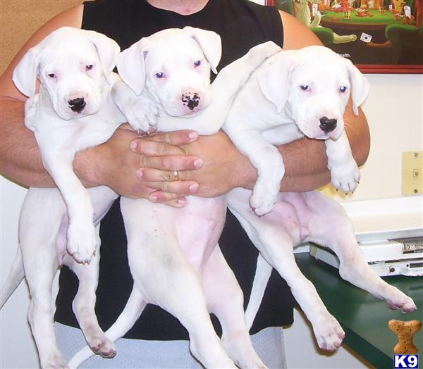 dogo argentino breeders canada. Top Dogo breeder Pups