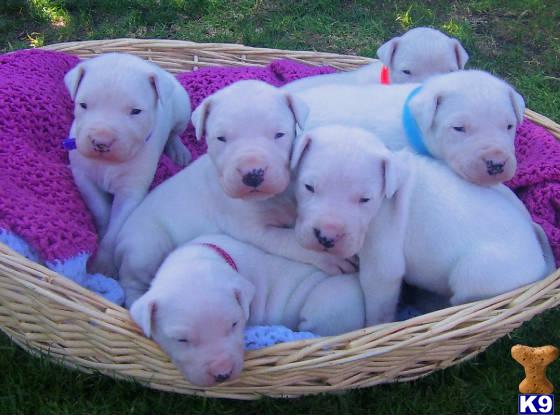 Dogo+argentino+breeders+in+california