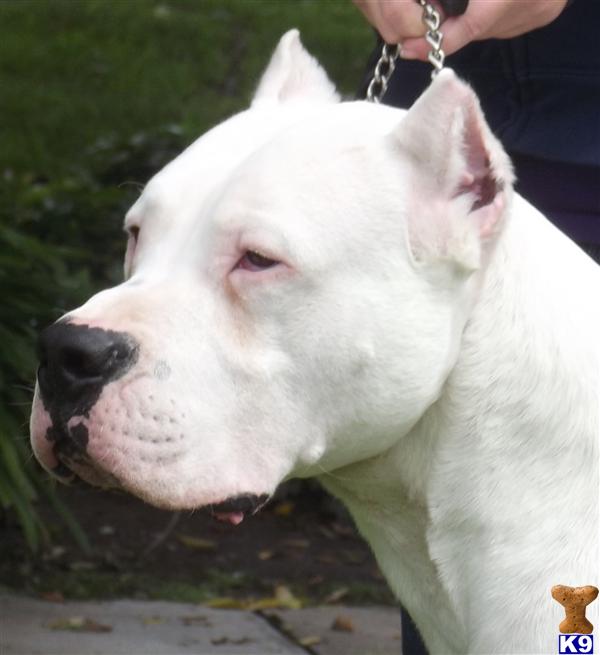 Amazing PIRATA FEMALE AVAILABLE International Champion sire