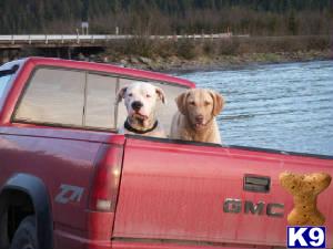 Dogo+argentino+puppies+for+sale+in+california
