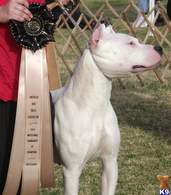 dogo argentino breeders in california. June 2011 - Dogo Argentino