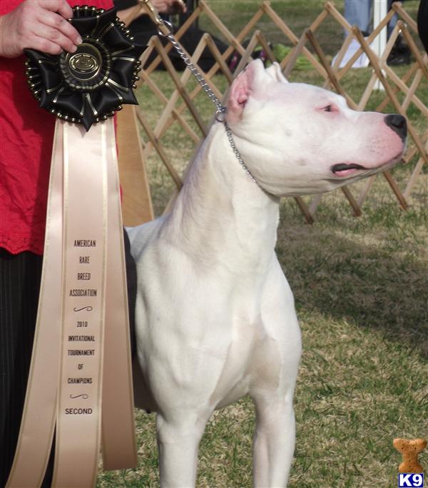 dogo argentino breeders canada. Dogo Argentino Puppies for