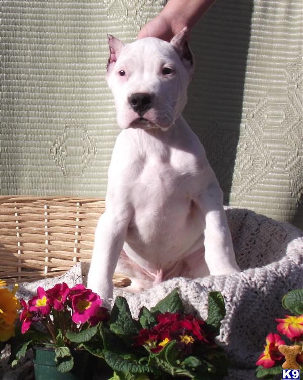 dogo argentino breeders in dogo argentino breeders canada. dogo argentino breeders in
