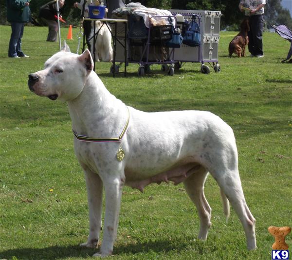 Dogo+argentino+breeders+in+usa