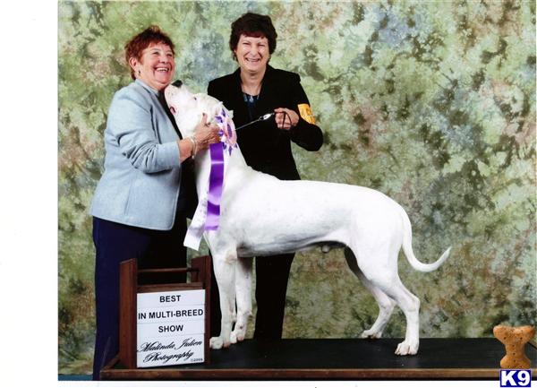 dogo argentino breeders canada. Guardian pups - Dogo Argentino