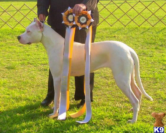 Dogo+argentino+breeders+in+california