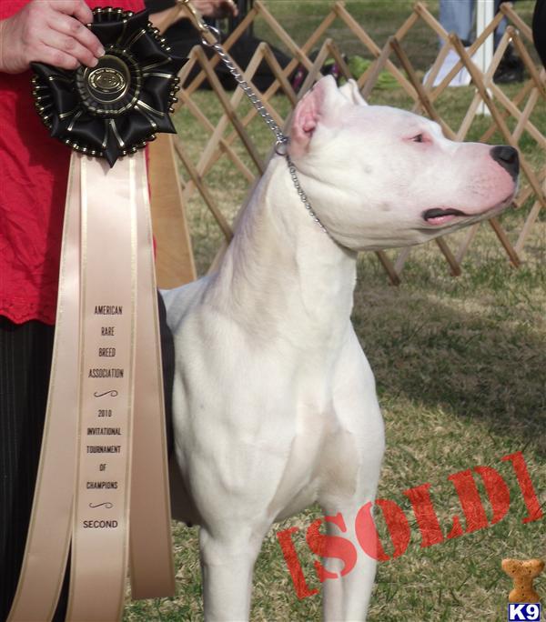 Fall ready, Sire is a International Champion Dam is an Argentine import Granddaughter to Morocho and Tango 