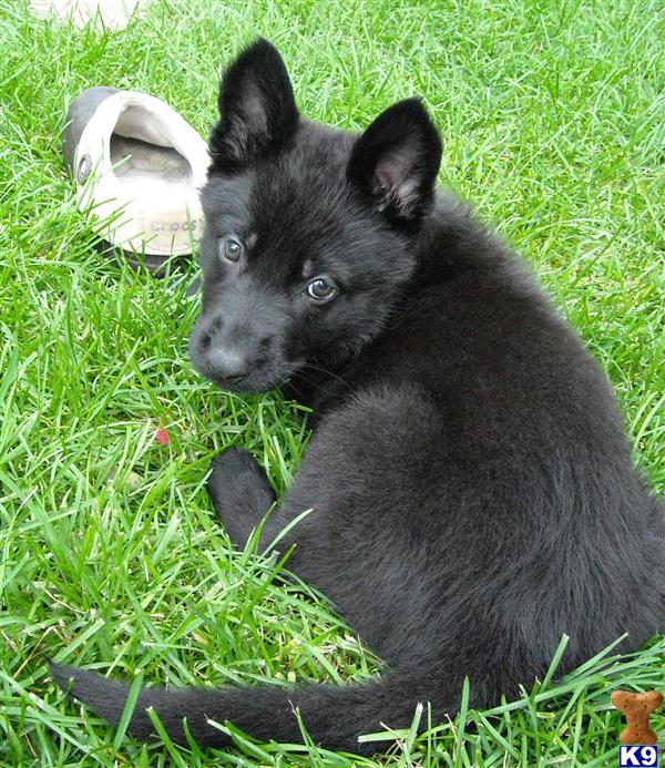german shepherd puppies for sale in colorado document moved german shepherd puppies for sale in colorado document moved