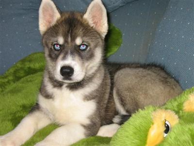 Quality Champion Bloodline AKC Siberian Husky Puppies for sale. New Litter born April 27th