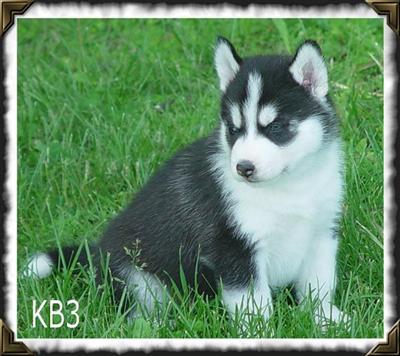 Quality Siberian husky Puppies Born April 27th