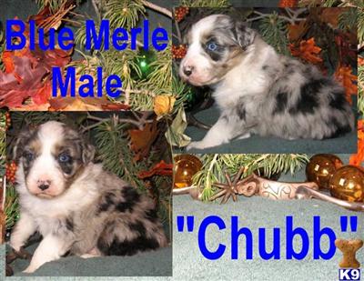 Christmas 09  Aussie Puppies