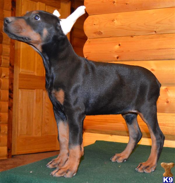 doberman puppies for sale in mo 500 server error doberman puppies for sale in mo 500 server error