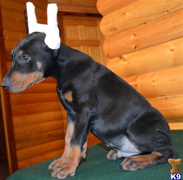 doberman puppies for sale in mo 500 server error doberman puppies for sale in mo 500 server error