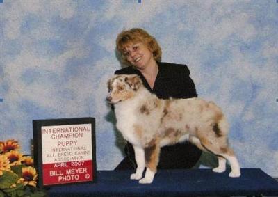 TRIPLE R MINIATURE  TOY AUSTRALIAN SHEPHERDS