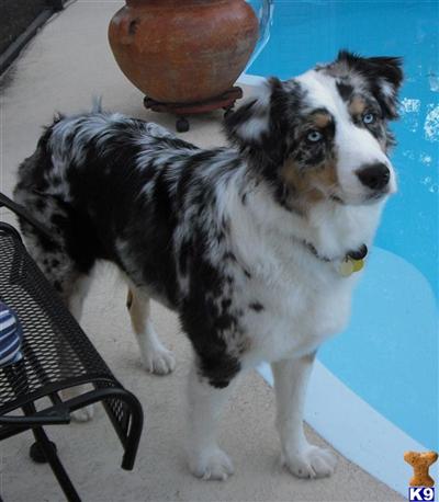 TRIPLE R MINIATURE AUSTRALIAN SHEPHERDS