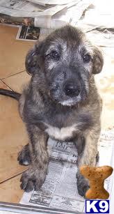 Dogs From IRELAND