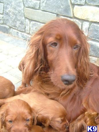 Irish Red Setter