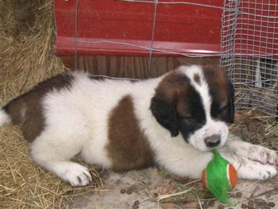 Saint Bernard Puppies