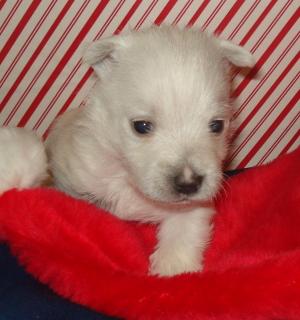 New Year Westies