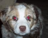 Red/Chocolate Merle  Tri Puppies